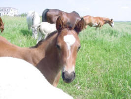 Sizzle as a foal
