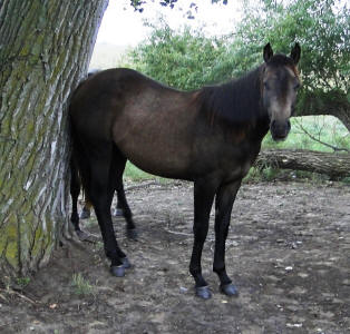 2010filly