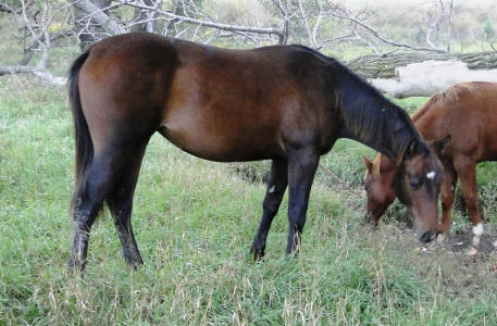 2010 filly