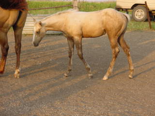 Tricks as a foal